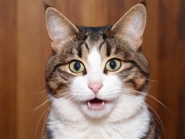 网络上关于“猫头”的善良故事