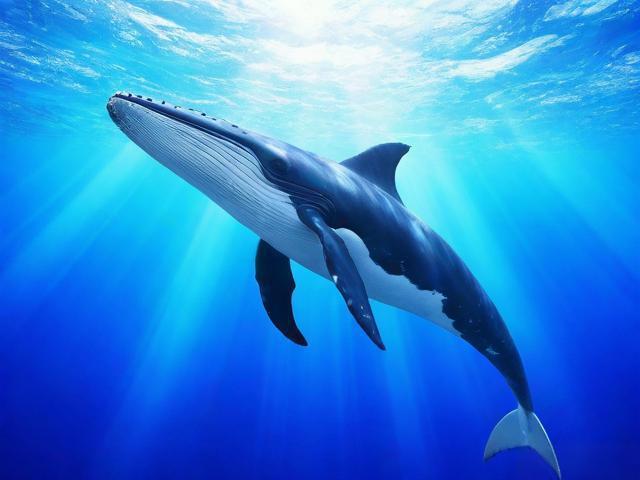 鲲鹏之志迎高考 乘风破浪启新程